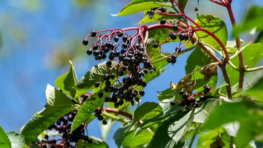 KARA MÜRVER, KARAHİNDİBA VE SİYAH TURPUN GENÇLEŞTİRİCİ GÜCÜ