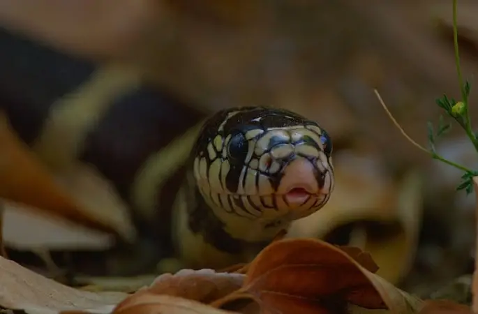 3 Bölümden Oluşan 'Yılanların Gizli Dünyası',   1 Mart Pazar 20.00'de   National Geographic WILD Ekranlarında!